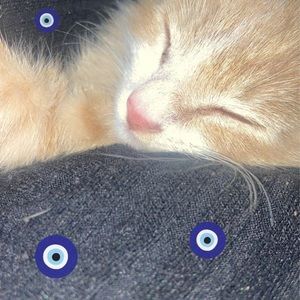 Meet your Posher, Icant